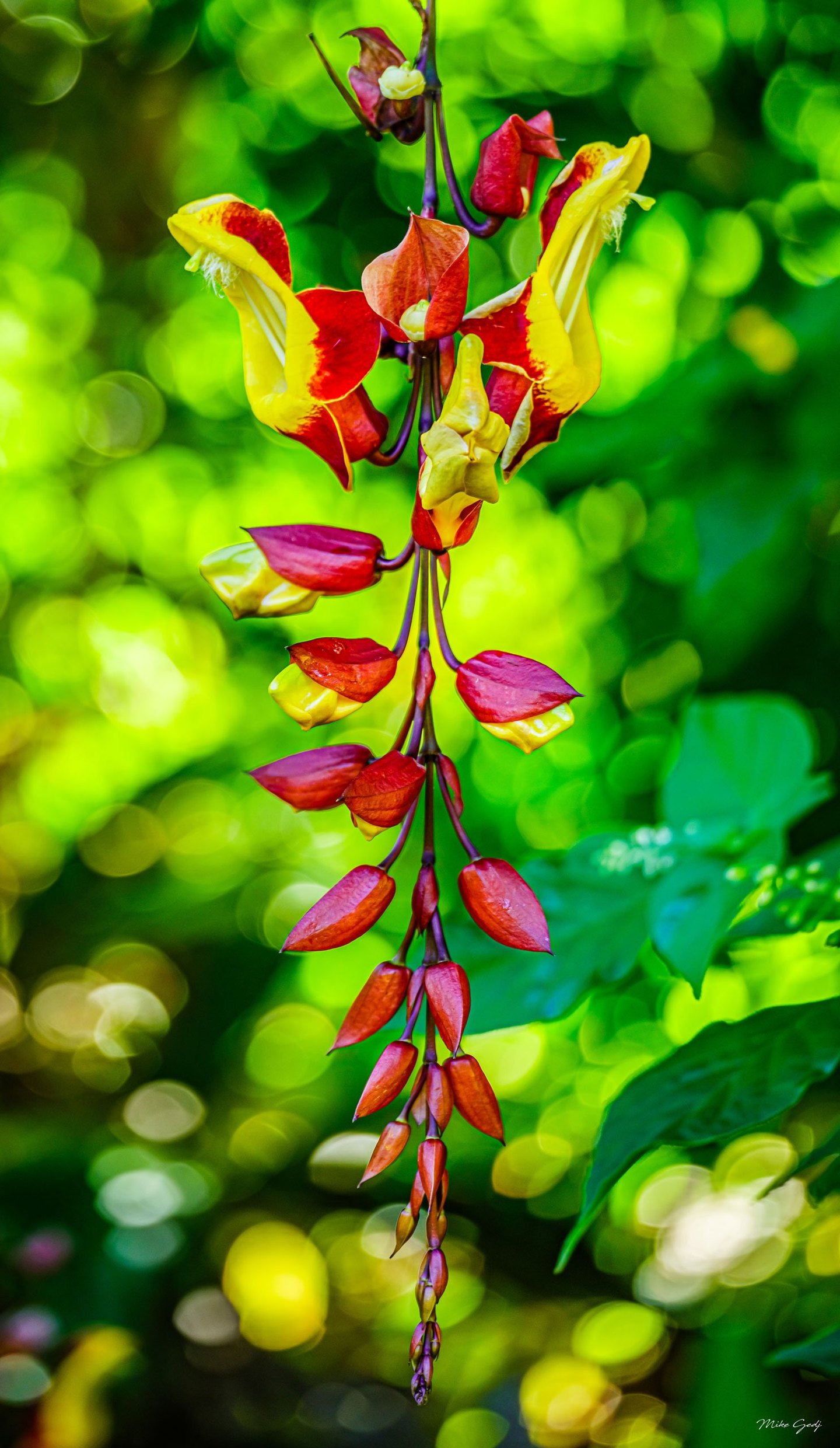 A long hanging cluster of red and yellow flowers and tapered buds stands against blurred green foliage and circular highlights.