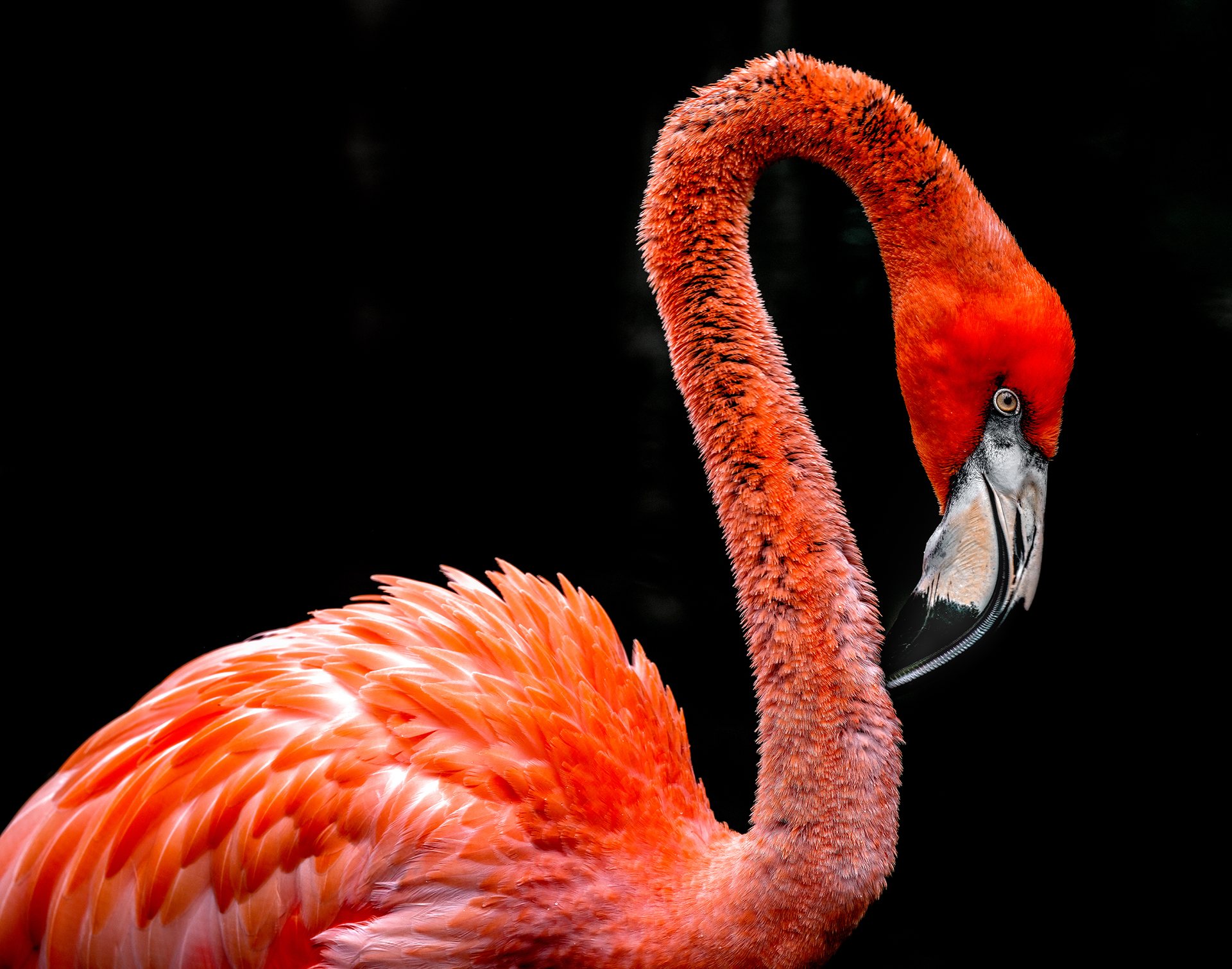 Living Presence — An Arc Of Ember