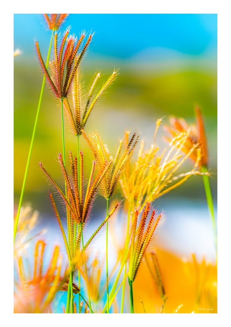 Golden and reddish grass seed heads rise on green stems against a softly blurred blue and green background.