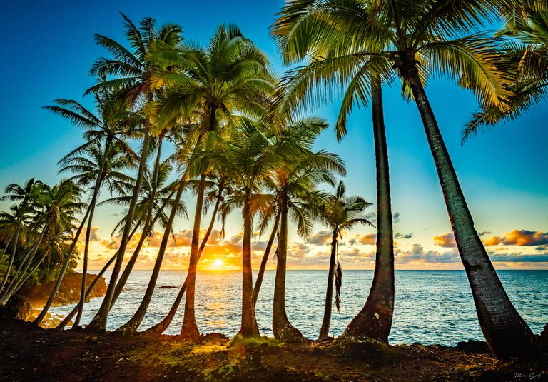 Leaning palm trees frame a low sun over the ocean, with golden clouds, blue water, and a rocky shoreline.
