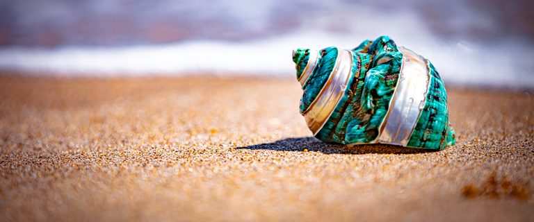 A turquoise and pearly white spiral shell rests on sunlit sand before a softly blurred band of surf.