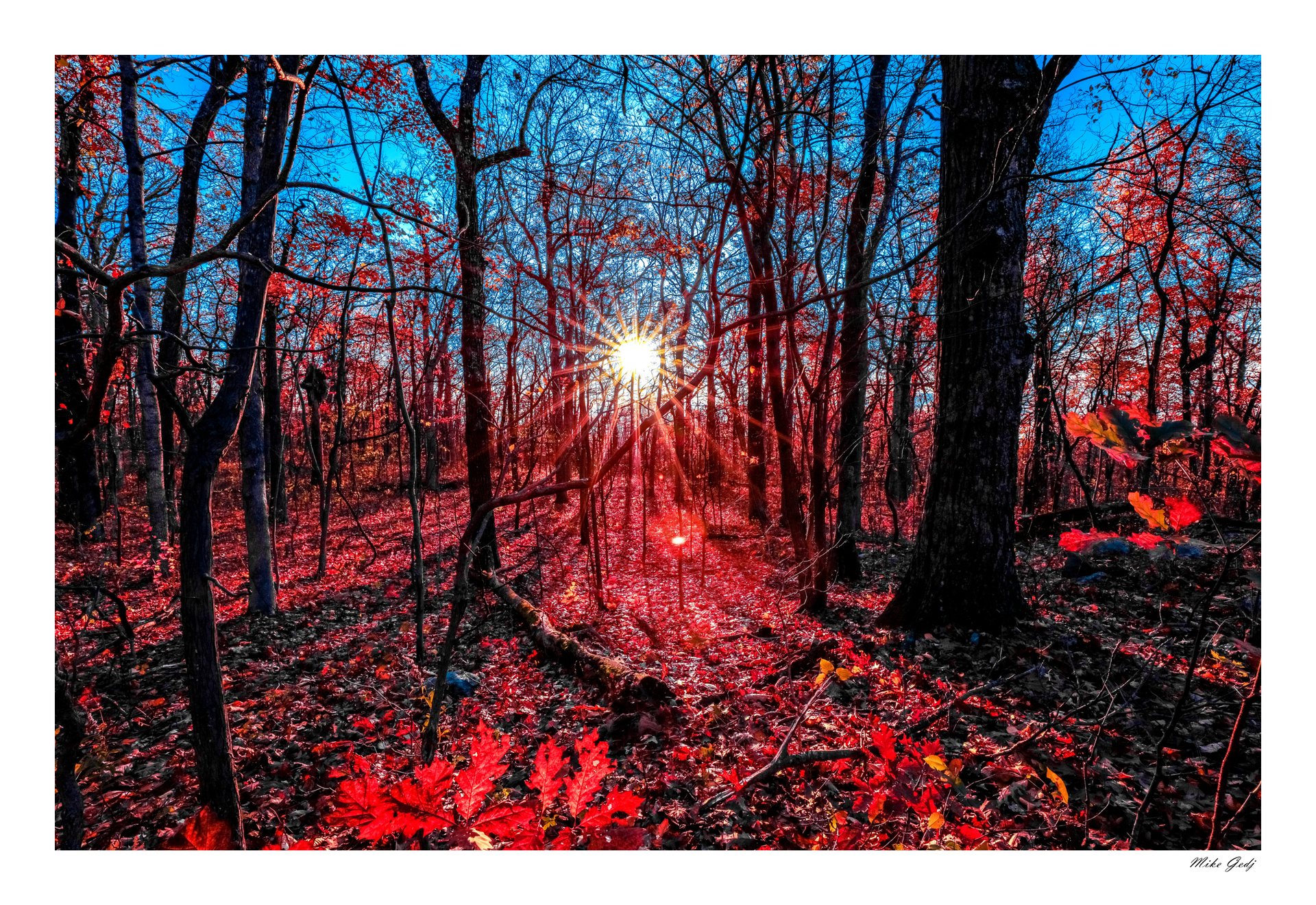 Earthbound Light — November in Scarlet