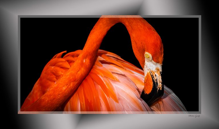 An orange flamingo curves its neck over pink feathers, its yellow eye and black-tipped bill set against black.