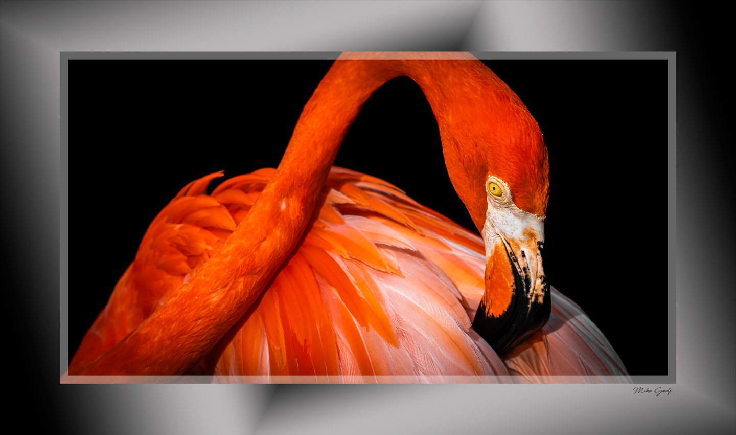 An orange flamingo curves its neck over pink feathers, its yellow eye and black-tipped bill set against black.