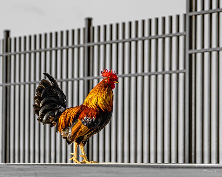 A rooster with a red comb, golden neck feathers and a black tail stands on a ledge before a gray metal fence.