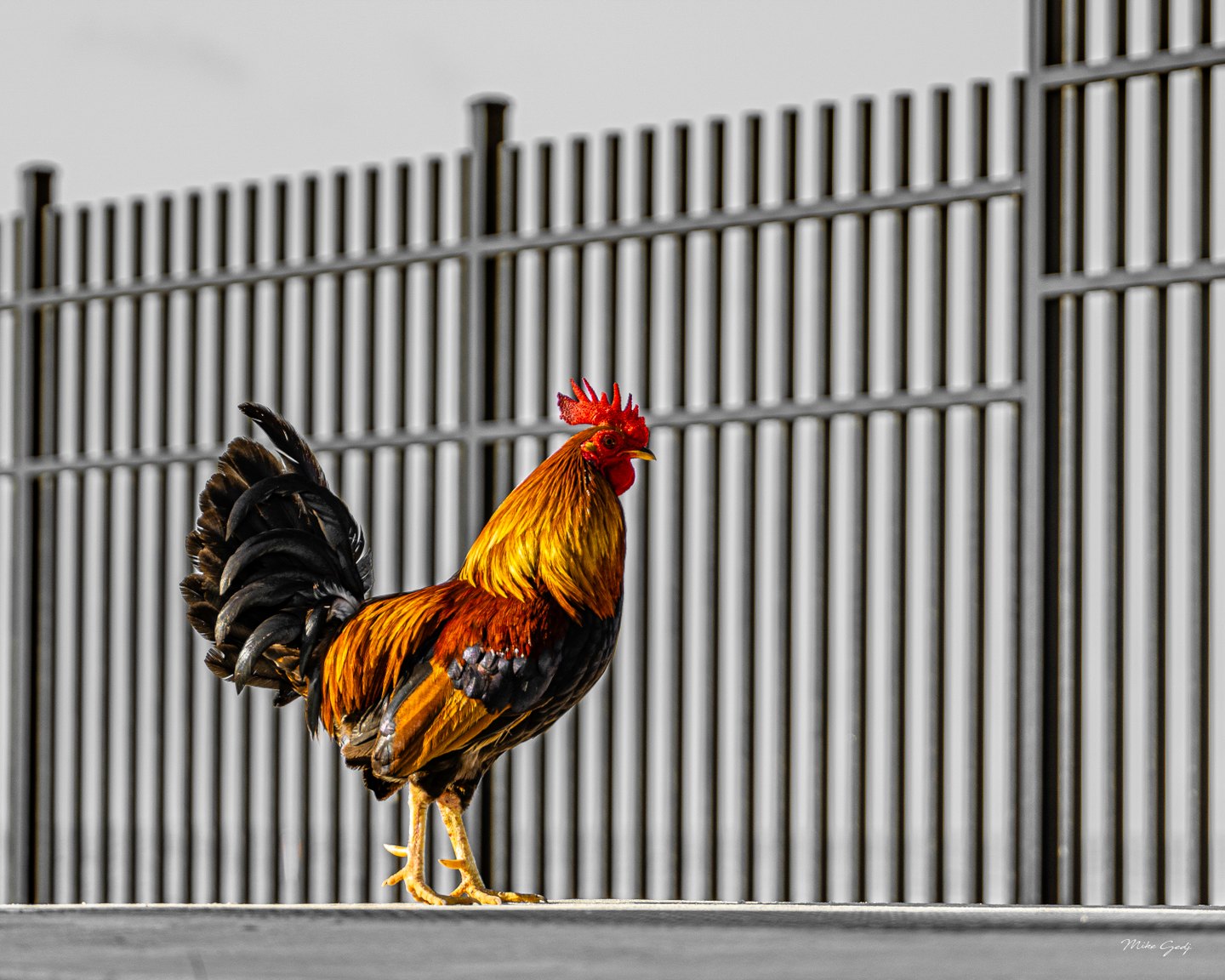 A rooster with a red comb, golden neck feathers and a black tail stands on a ledge before a gray metal fence.
