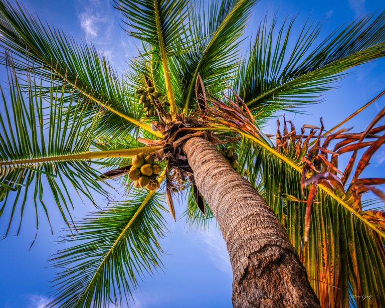 Upward view of a coconut palm with a textured trunk, green coconuts and sunlit fronds against blue sky.