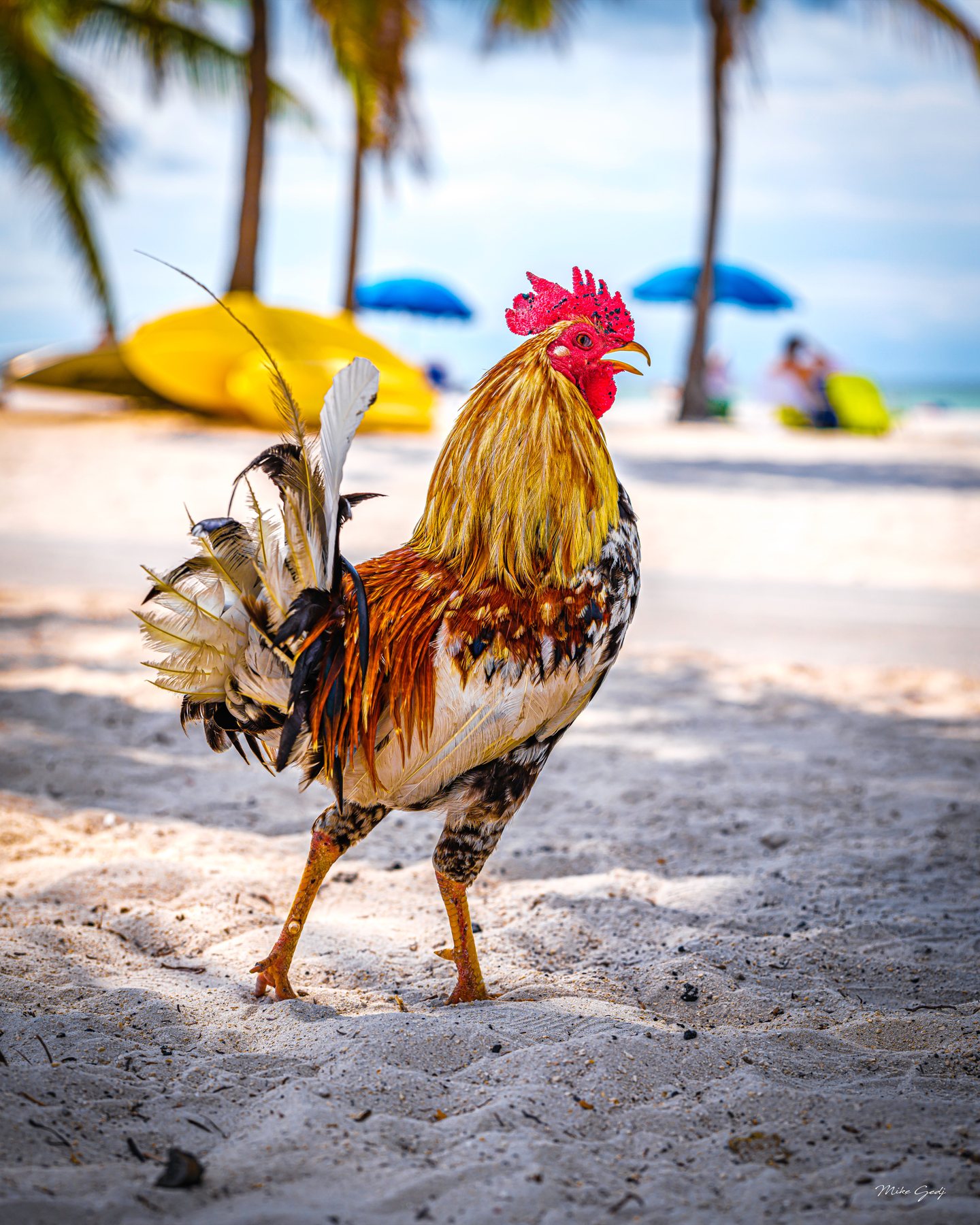 A golden-feathered rooster stands on sand with its beak open, backed by blurred palms and colorful beach umbrellas.