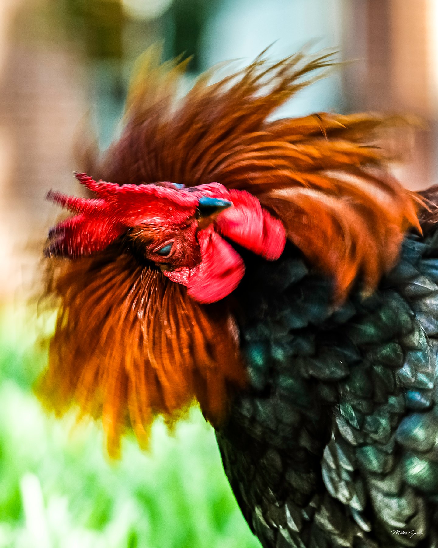 Close-up of a rooster with a blurred red comb, copper neck feathers, and dark plumage against a green background.