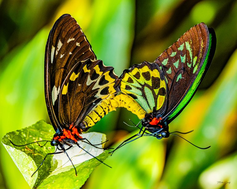 Two butterflies with brown, yellow and green patterned wings and red bodies perch on a bright green leaf.