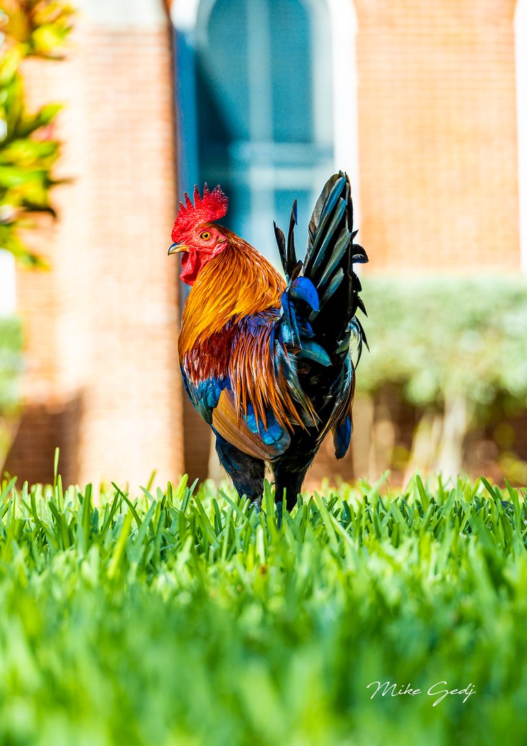 A rooster with a red comb, golden neck feathers, and dark blue-green tail stands in bright grass.