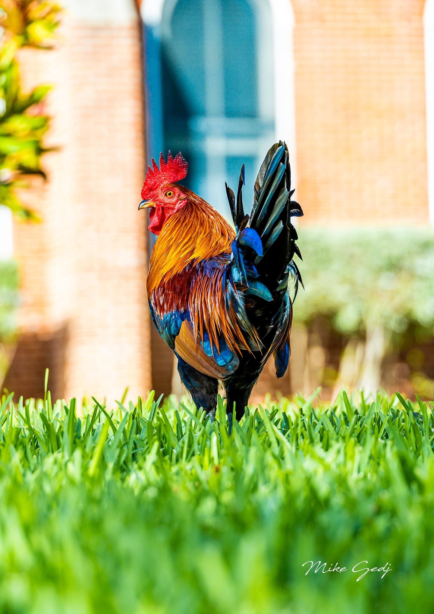A rooster with a red comb, golden neck feathers, and dark blue-green tail stands in bright grass.