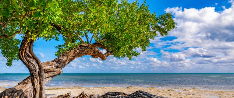 A gnarled tree with bright green leaves frames turquoise sea, a sandy shore, and white clouds in a blue sky.