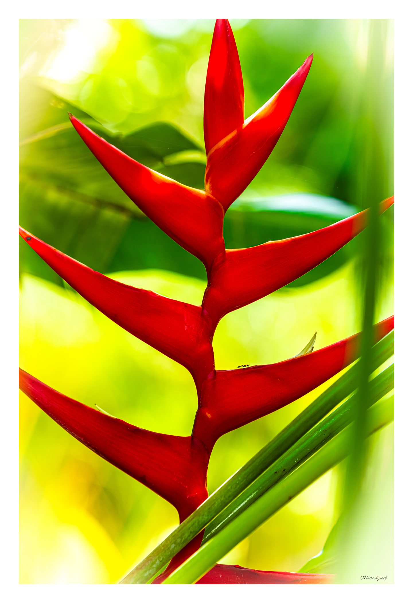 Red heliconia bracts rise against blurred green foliage, with a tiny ant on one edge and diagonal green stems.