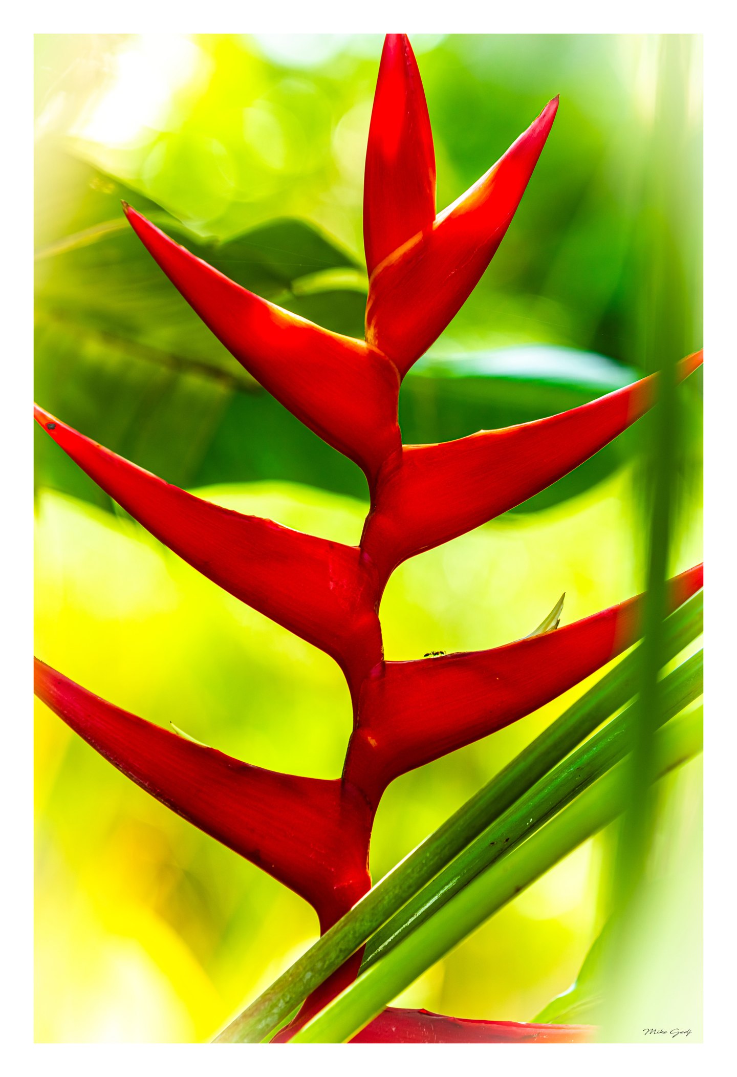 Red heliconia bracts rise against blurred green foliage, with a tiny ant on one edge and diagonal green stems.