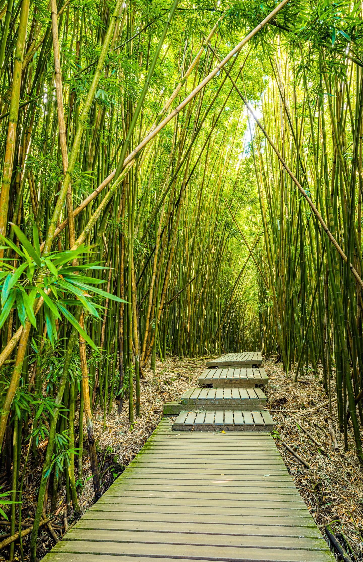 A wooden boardwalk with shallow steps leads through dense bamboo beneath a sunlit green canopy.