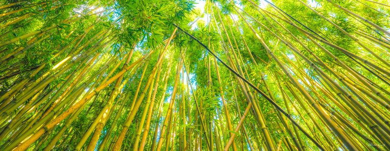 Upward view of golden bamboo stems and dense green leaves, with sunlight and blue sky filtering through.