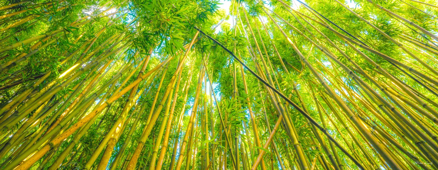 Upward view of golden bamboo stems and dense green leaves, with sunlight and blue sky filtering through.