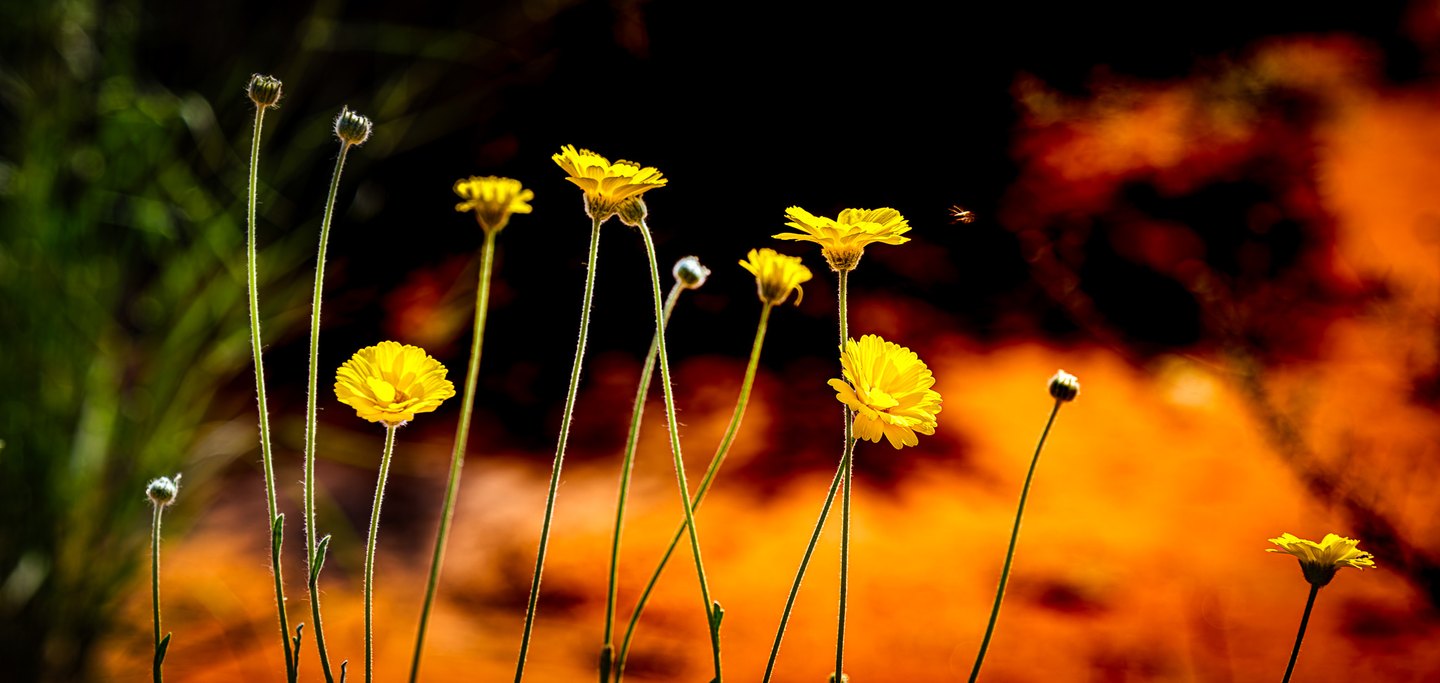 Yellow flowers and buds rise on slender green stems against a blurred orange and black background.