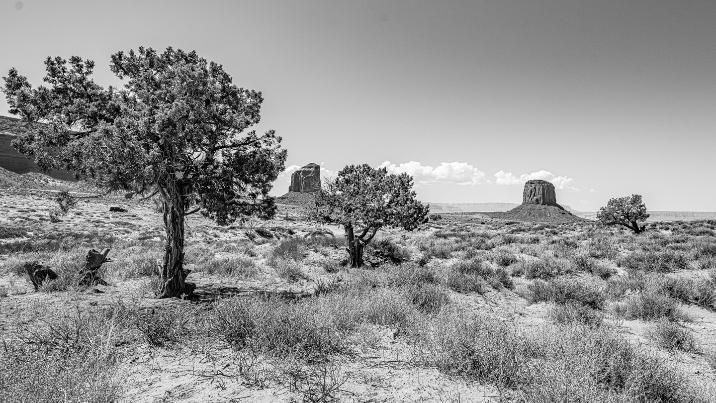 Black-and-white desert landscape with gnarled trees, low scrub, and distant rock buttes beneath an open sky.