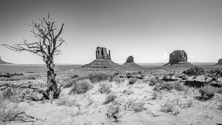 Black-and-white desert landscape with a bare, twisted tree, scattered scrub, and distant flat-topped rock buttes.