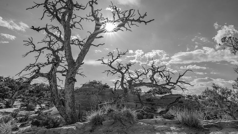 Sunlight bursts through twisted bare branches above layered rock and scrub in a black-and-white landscape.