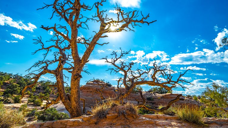 Sunlight forms a starburst through bare, twisting trees above layered reddish rock and shrubs beneath a blue sky.