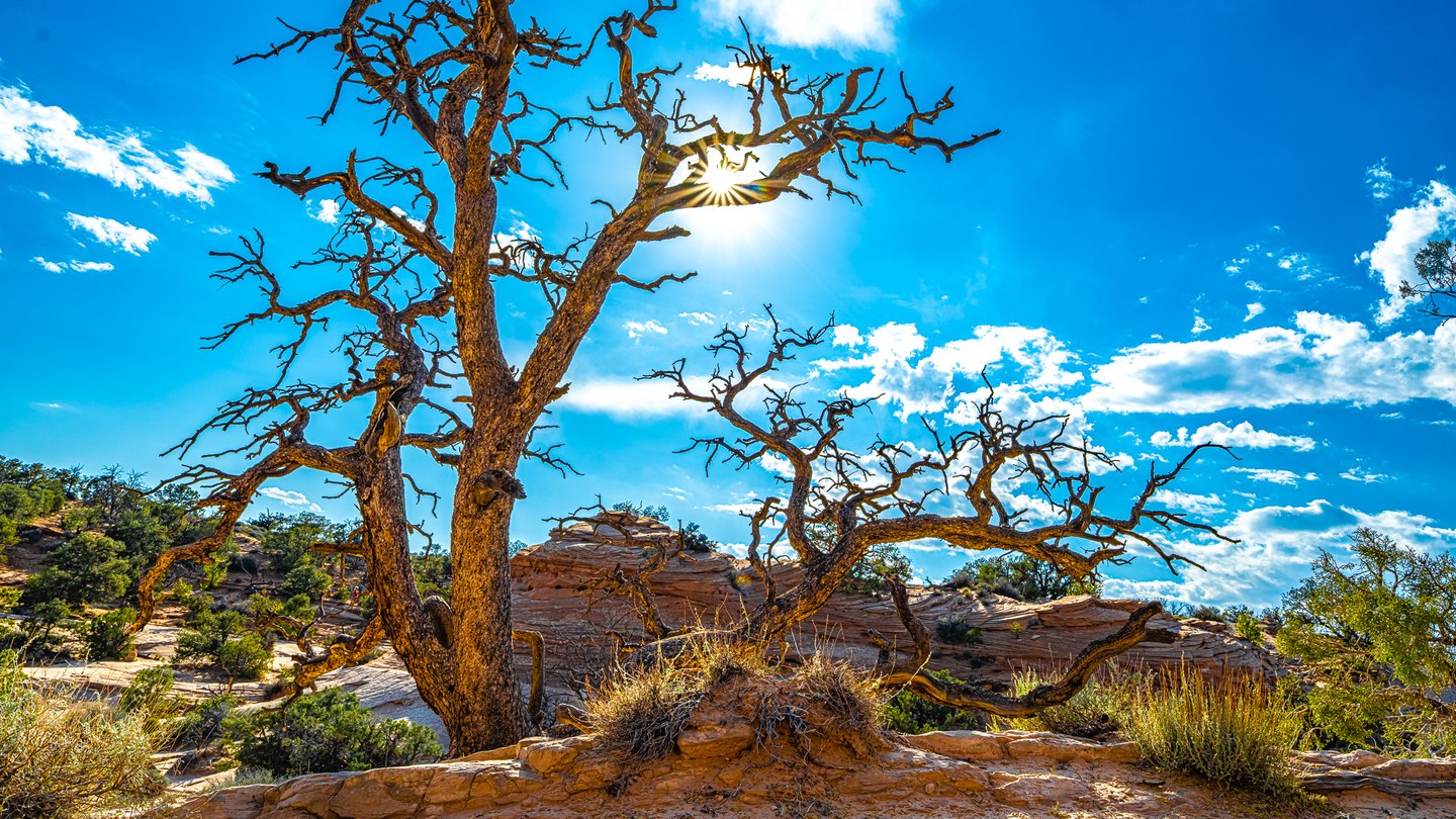 Sunlight forms a starburst through bare, twisting trees above layered reddish rock and shrubs beneath a blue sky.
