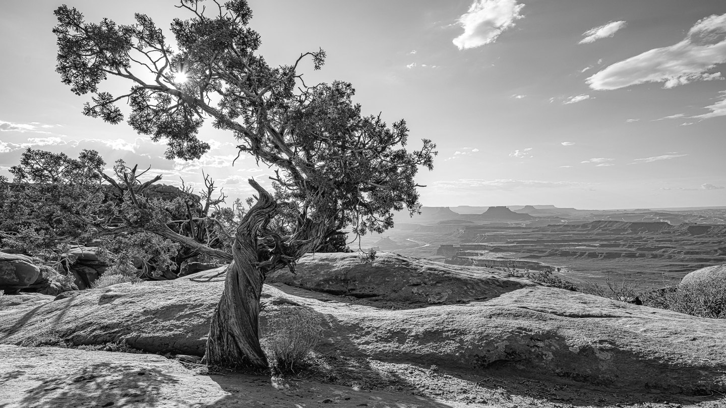 A twisted tree rises from rocky ground above layered canyons, with sunlight piercing its branches in black and white.