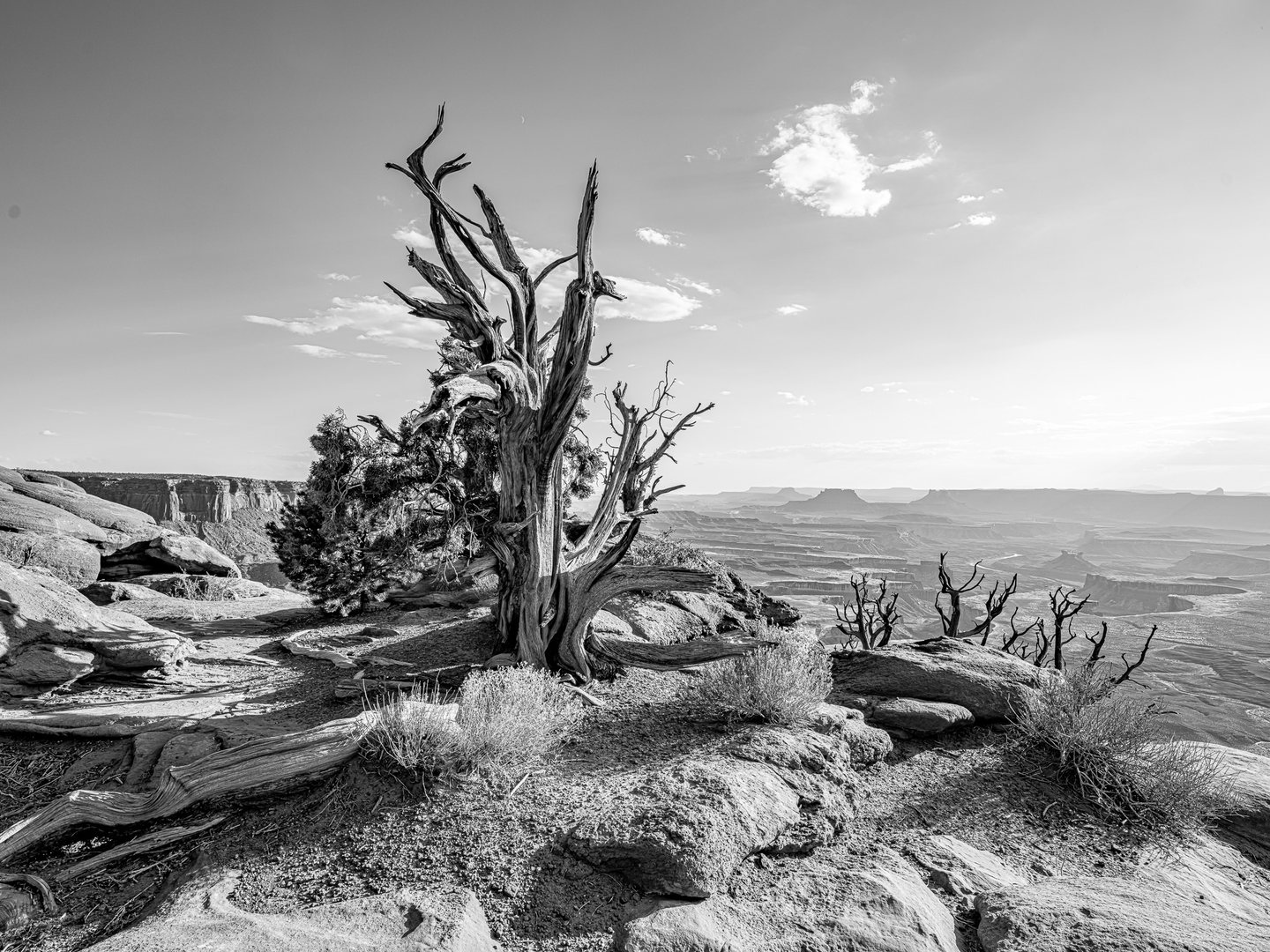 Black-and-white view of a twisted bare tree on a rocky rim above layered canyons and distant mesas.