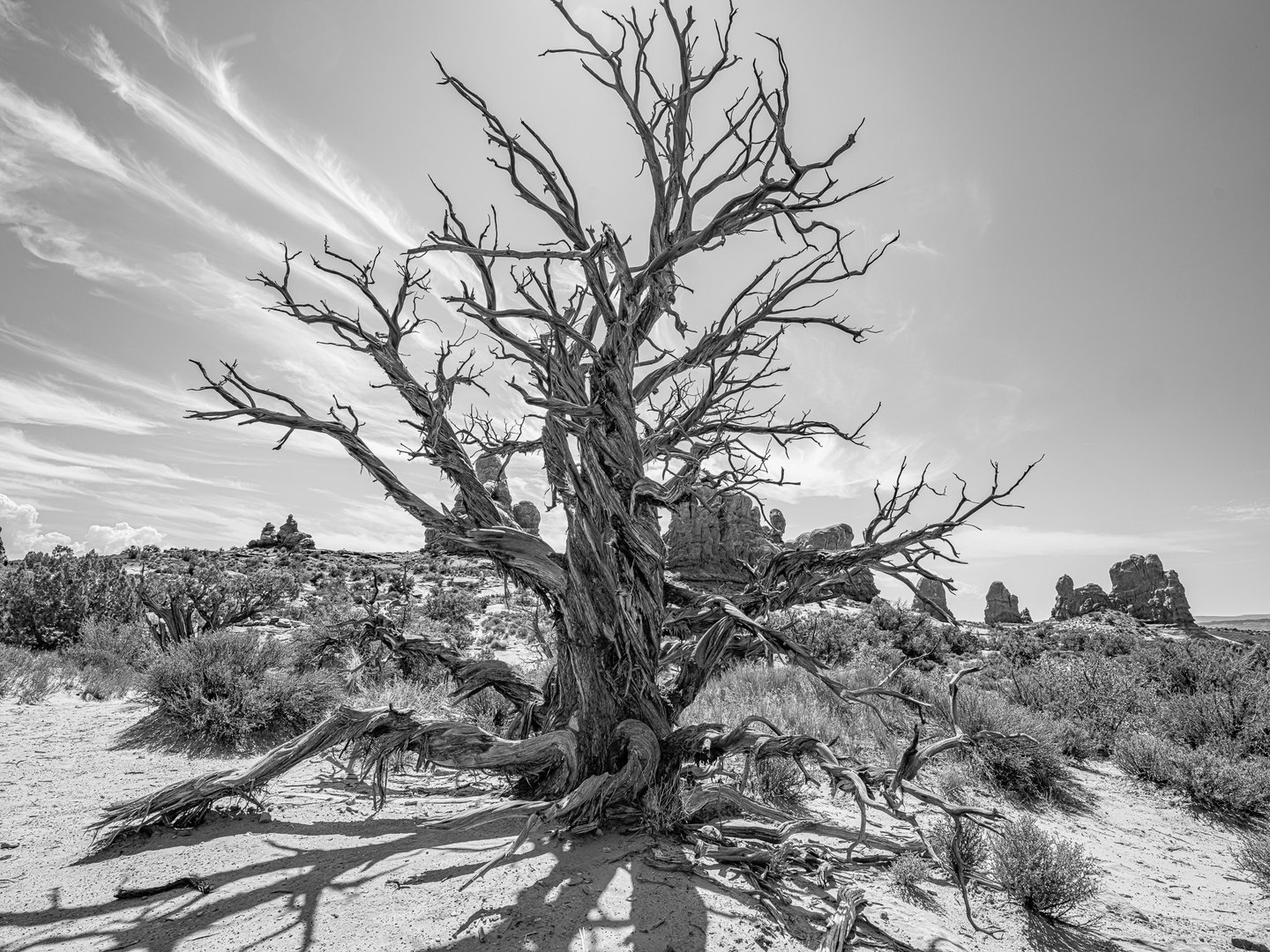 Black-and-white view of a gnarled bare tree in sandy scrubland, with distant rock spires and wispy clouds.