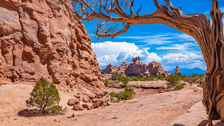 A twisted tree frames red rock cliffs and distant spires above scattered shrubs beneath a blue sky with white clouds.