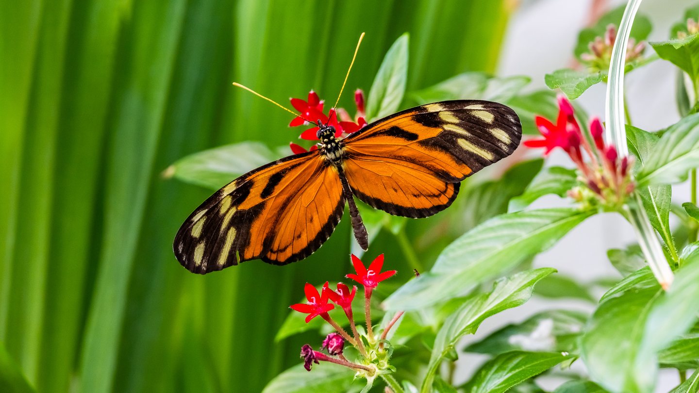 An orange butterfly with black borders and pale yellow wing spots rests among red flowers and green leaves.