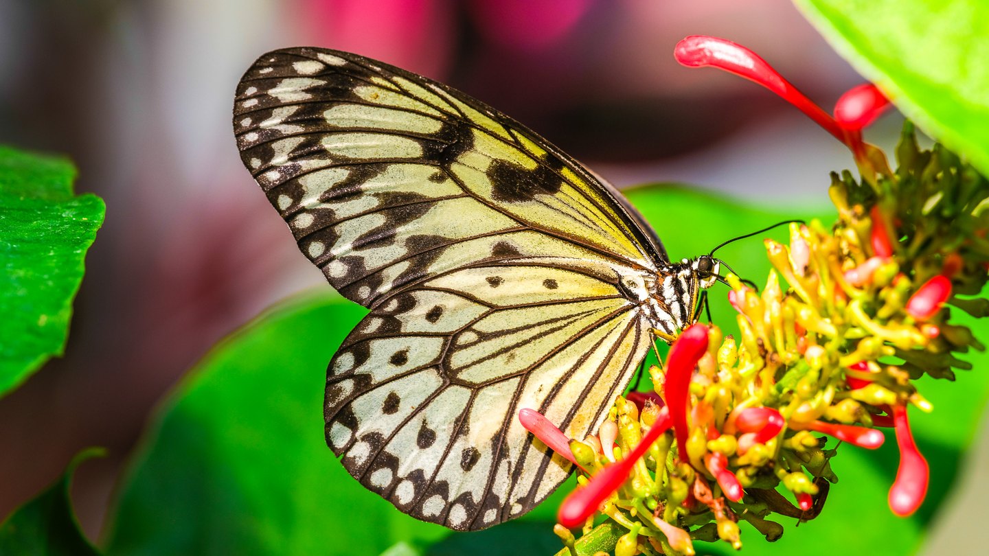 A pale yellow butterfly with black-veined wings rests on red tubular flowers amid bright green leaves.