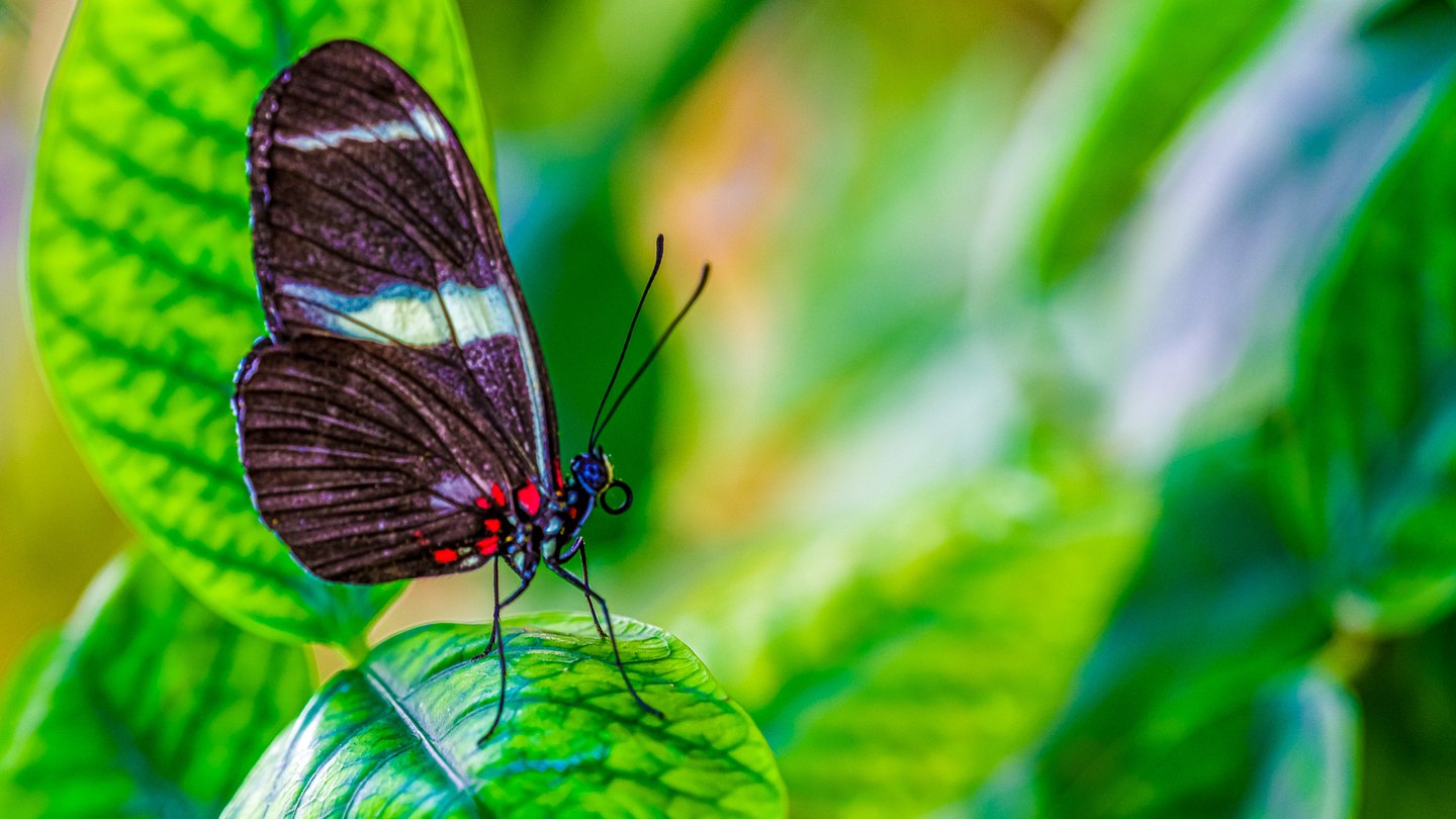 A dark butterfly with pale blue wing bands and red markings rests on a bright green leaf against blurred foliage.