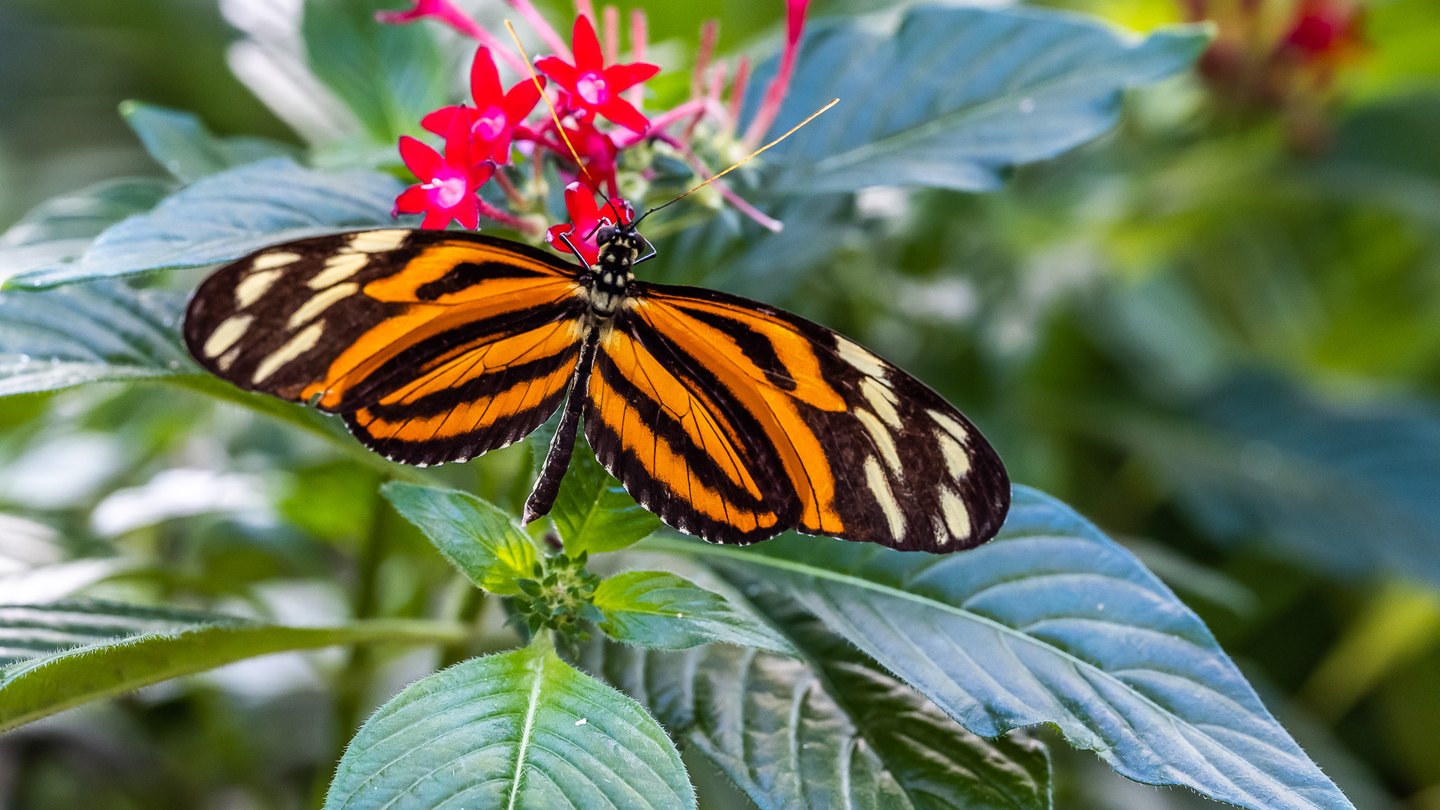 An orange, black, and cream butterfly spreads its wings on vivid pink flowers amid broad green leaves.