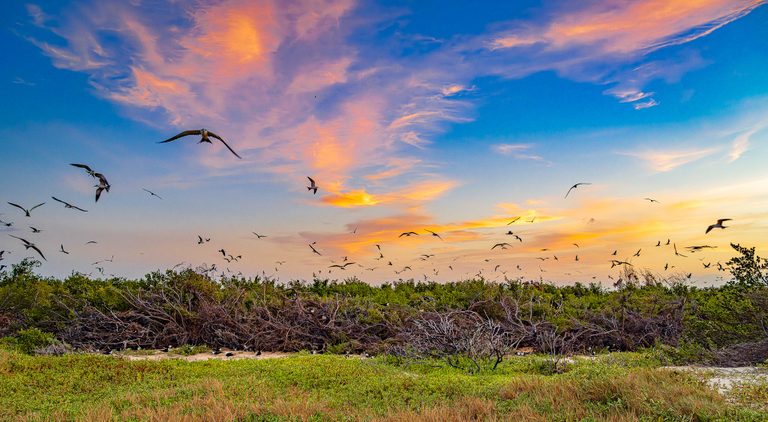 Dozens of birds fly above green scrub and tangled branches beneath a blue sky streaked with pink and gold clouds.