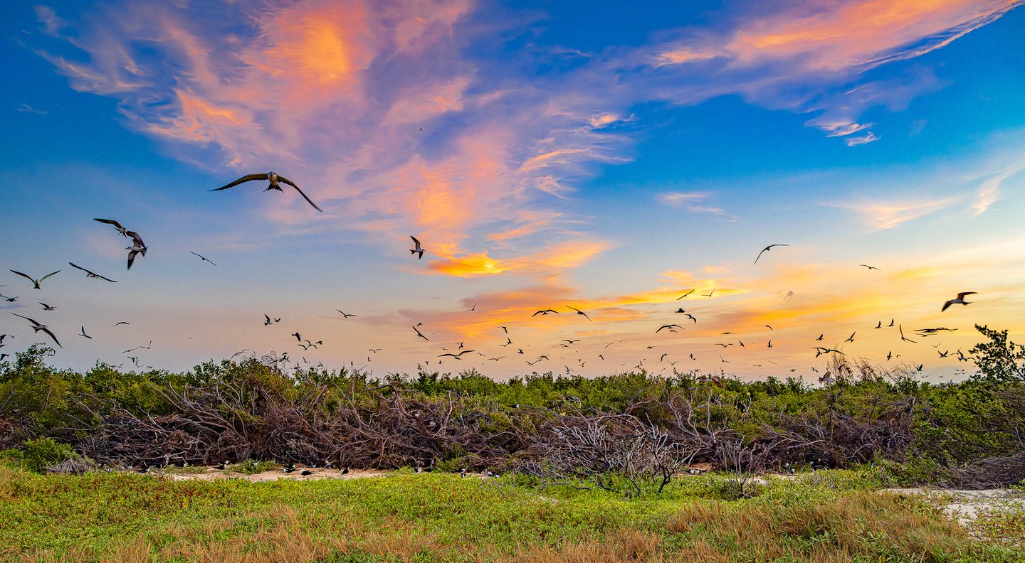 Dozens of birds fly above green scrub and tangled branches beneath a blue sky streaked with pink and gold clouds.