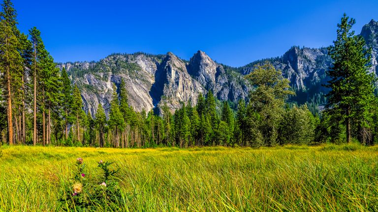 Sunlit meadow with purple thistles, tall conifers, and sheer rocky cliffs beneath a clear blue sky.
