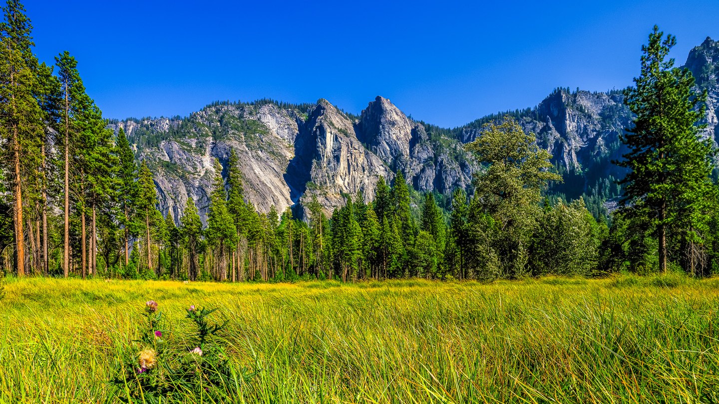 Sunlit meadow with purple thistles, tall conifers, and sheer rocky cliffs beneath a clear blue sky.