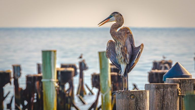 A heron stands on a wooden piling with wings partly spread and beak open, against calm water and rows of dock posts.
