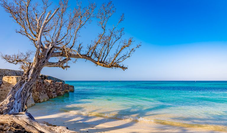 A weathered tree extends over pale sand and turquoise sea beside a stone seawall under a clear blue sky.