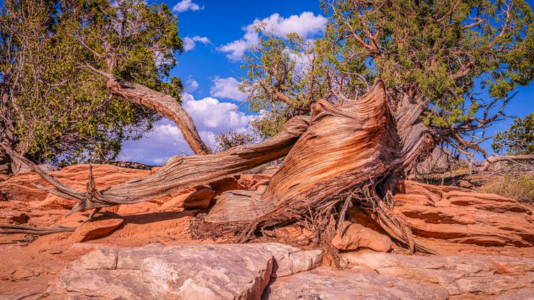 A twisted tree trunk stretches across red rock beneath green foliage, blue sky, and white clouds.