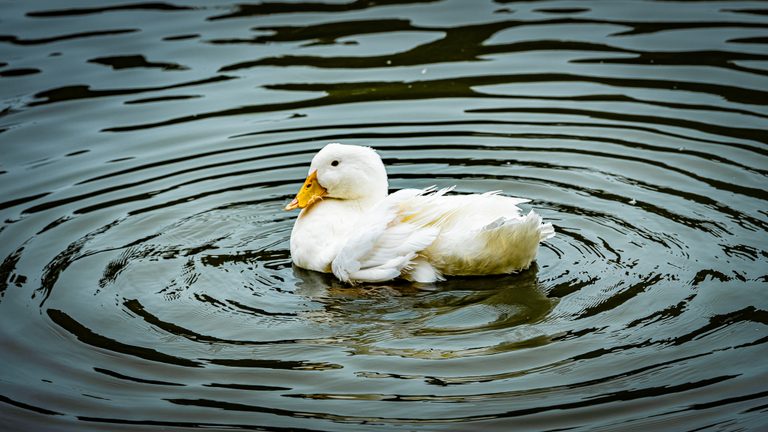 A white duck with a yellow-orange bill floats on blue-gray water surrounded by curved ripples.