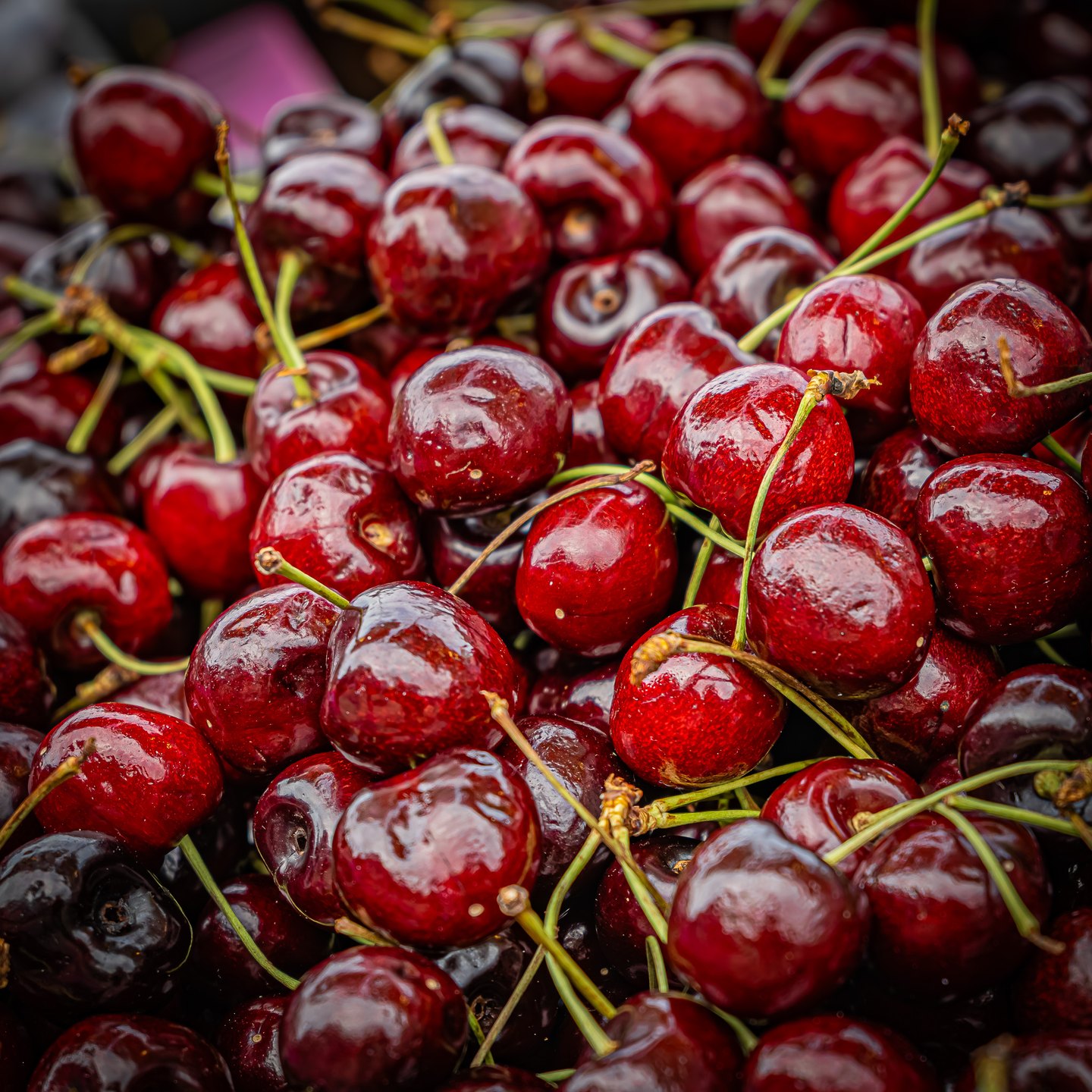 Glossy red and dark burgundy cherries fill the frame, their green stems crossing over one another.