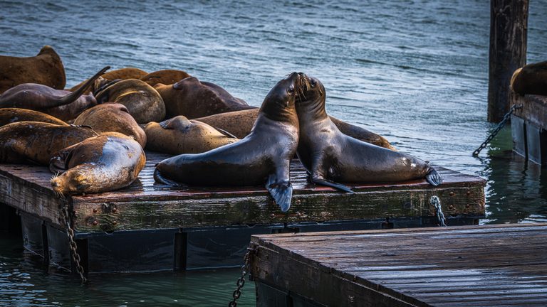 Two sea lions touch muzzles among a resting group on a weathered floating dock surrounded by blue water.
