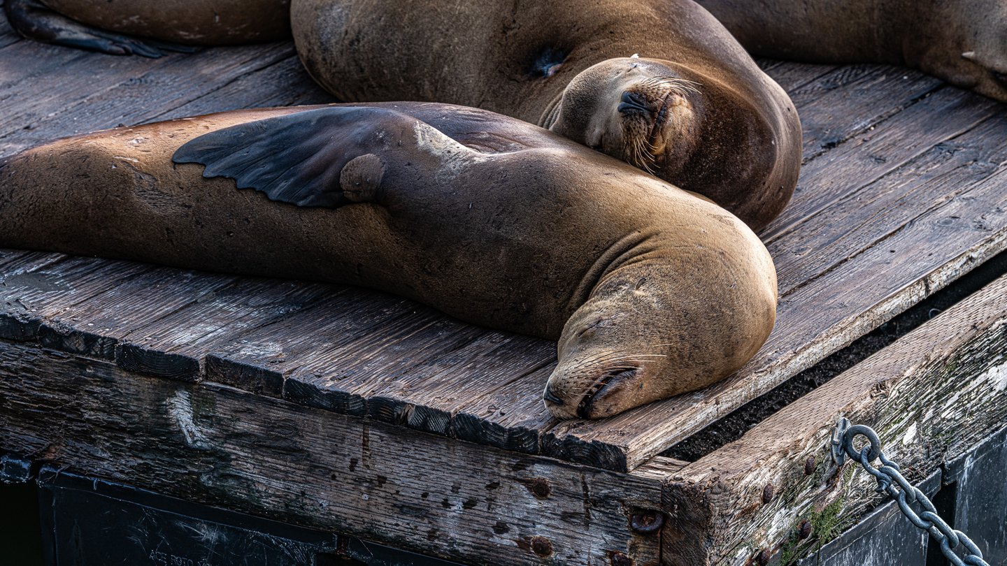 Sea lions rest close together on a weathered wooden dock, with a metal chain fastened at the lower right.