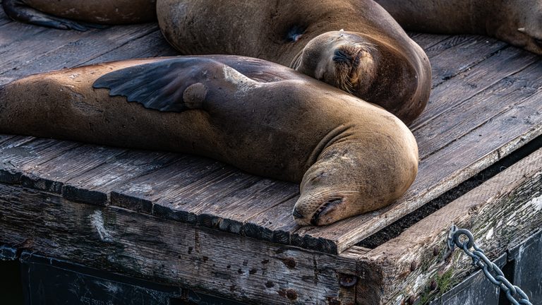 Sea lions rest close together on a weathered wooden dock, with a metal chain fastened at the lower right.