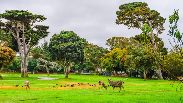 Three deer and scattered dark birds occupy a green lawn beneath tall trees and an overcast sky.