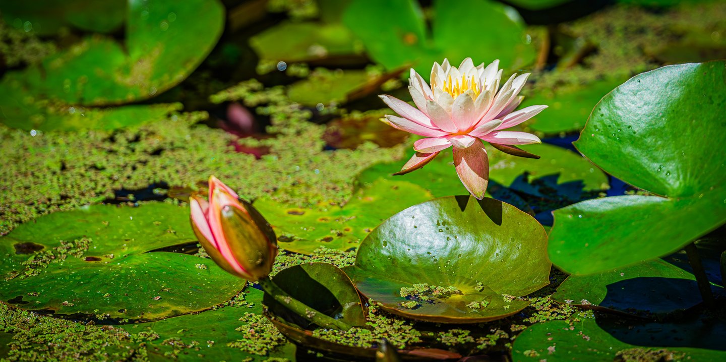 A pink and white water lily with a yellow center rises among green lily pads, floating plants, and a closed bud.